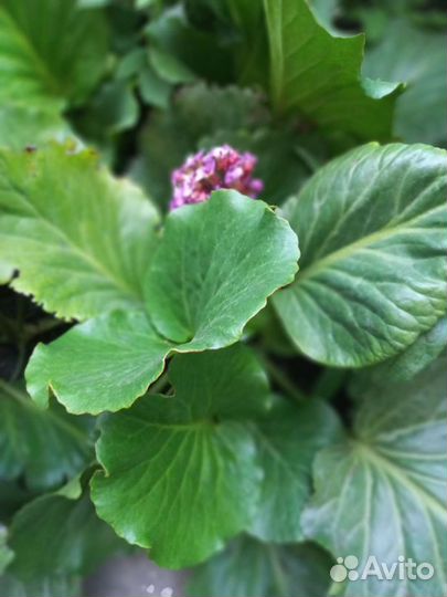 Садовые многолетники