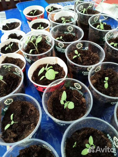 Рассада санберри