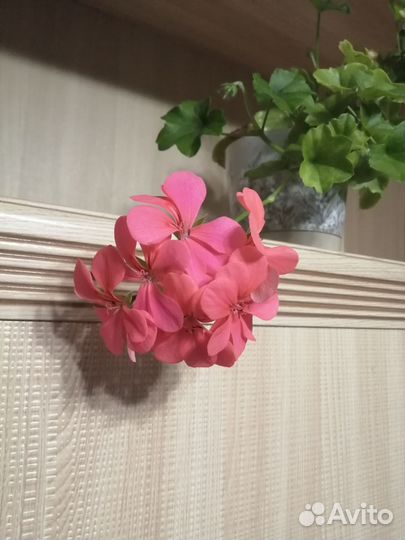 Плющелистная пеларгония