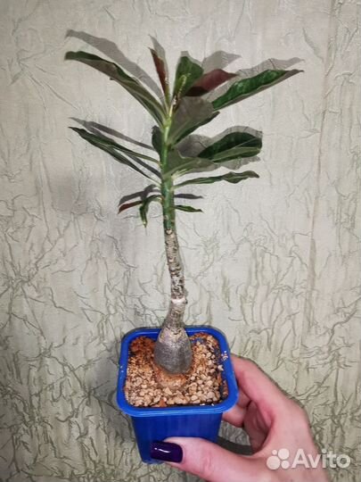 Адениум Космос