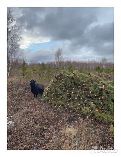 Сосна Оптом