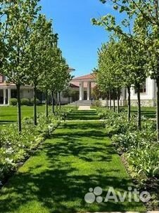 Газон от производителя