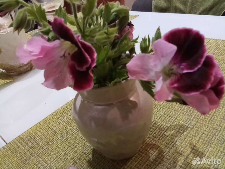 Герань розебудная, лососевая, королевская цветы