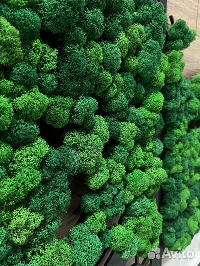 Картина из стабилизированного мха 