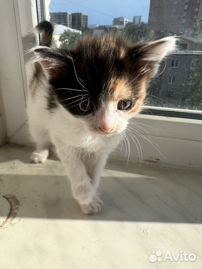 Трехцветный котенок девочка в добрые руки