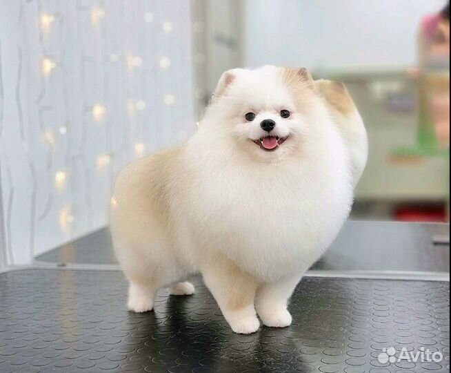 Груминг, стрижка собак