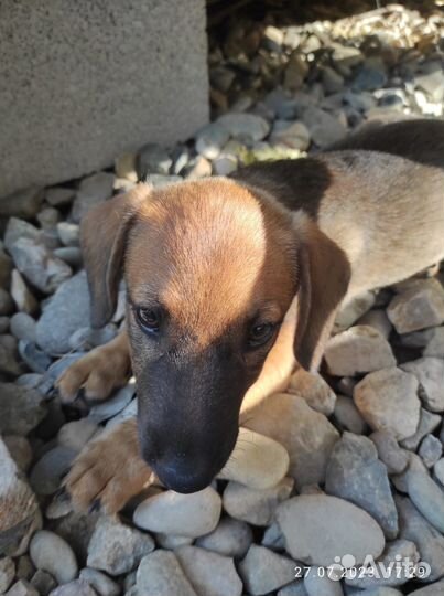 Собака в добрые руки отдам бесплатно