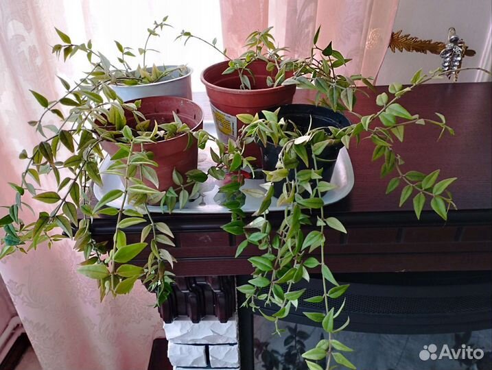 Пеларгония,Хойя Белла, орхидея фаленопсис