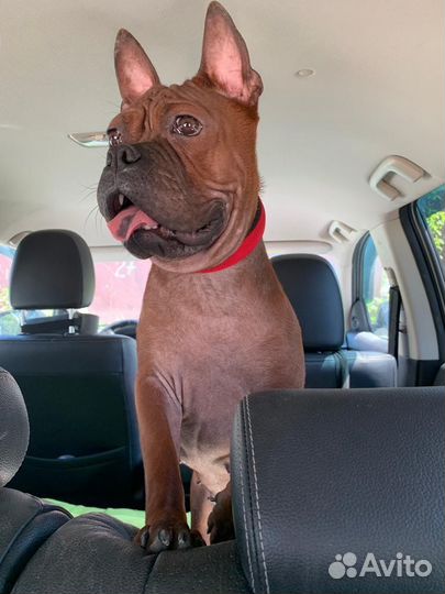 Бульдог.Девочка.Китайский.Р.К.Ф.Шоу.Щенок.Чунцин