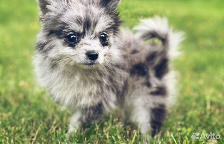 Продается щенок немецкого шпица