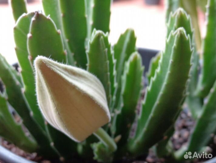 Стапелия грандифлора крупноцветковая