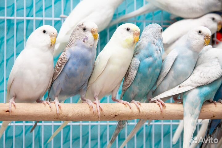 Волнистый попугай