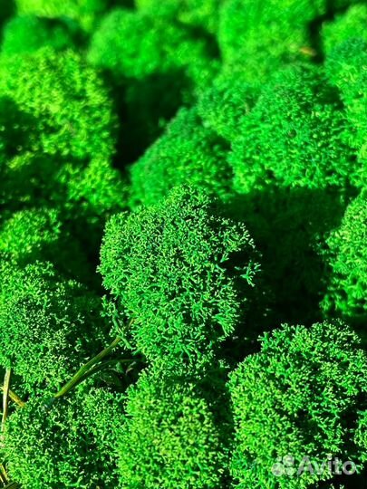 Стабилизированный мох, 1 кг