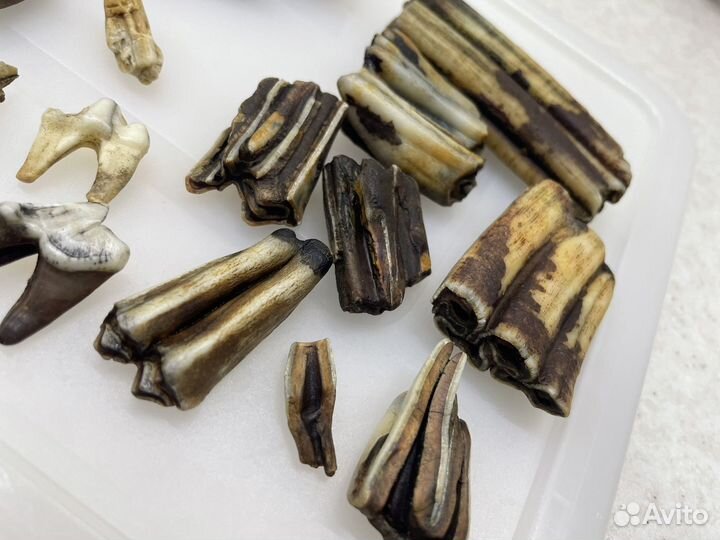 Кости животных/декор/эзотерика