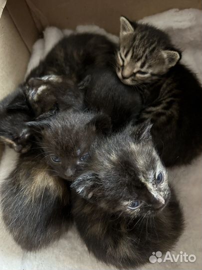 Котята для души