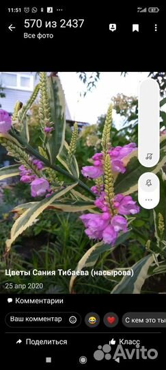 Модные и редкие цветы для открытого грунта