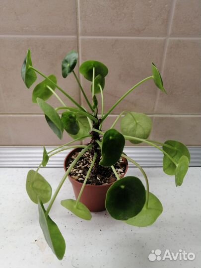 Комнатные растения