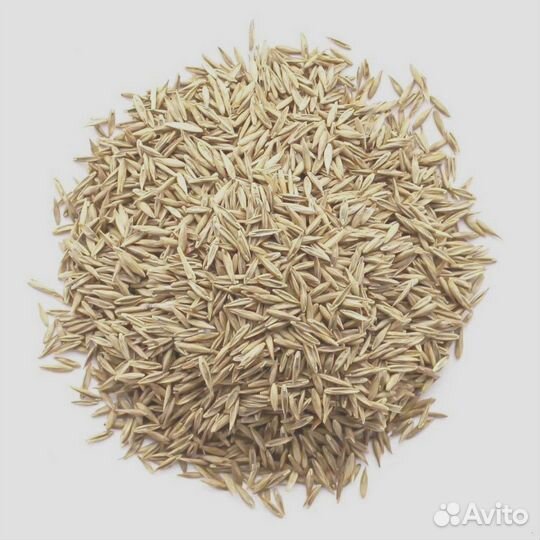 Семена Овсяницы Тростниковой опт