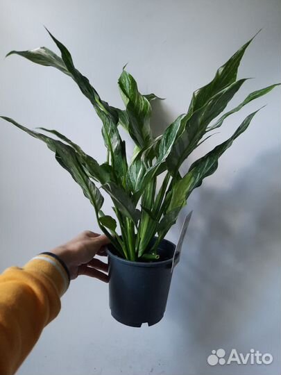 Спатифиллум Даймонд