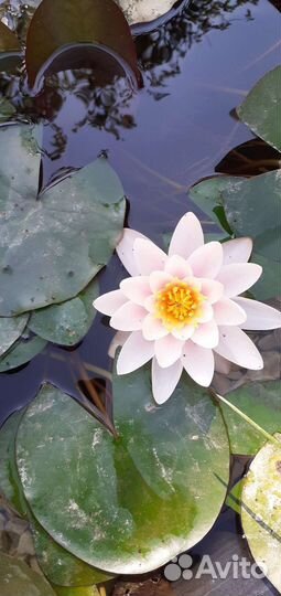 Продам нимфеи