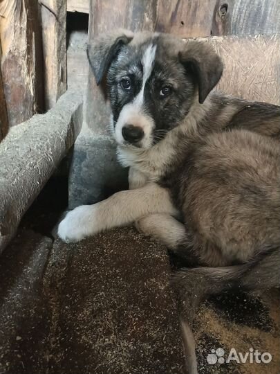 Щенок мальчик