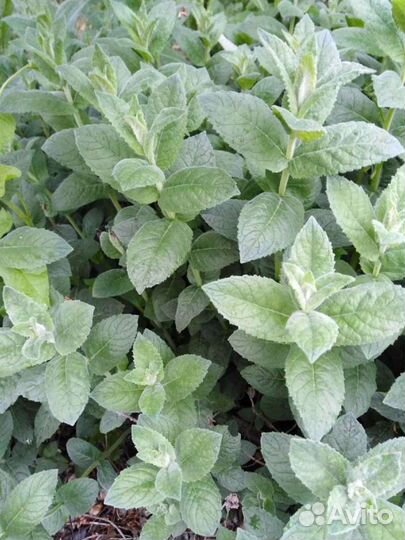 Кусты мяты 2 вида на напитки и рассаду