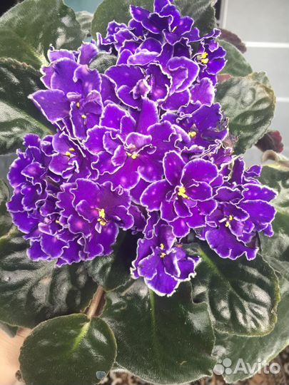 Детки сортовых фиалок