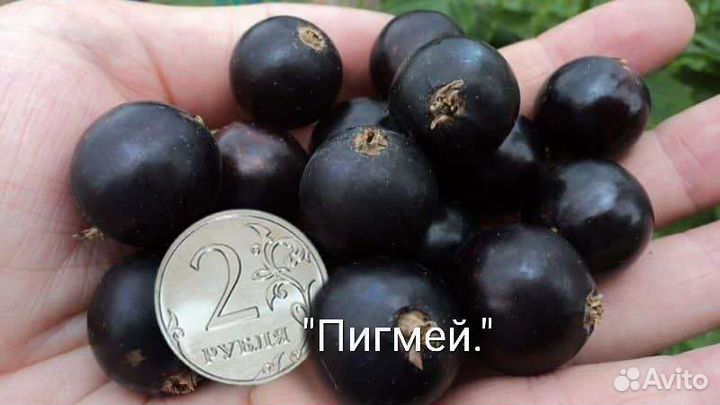 Саженцы черной смородины