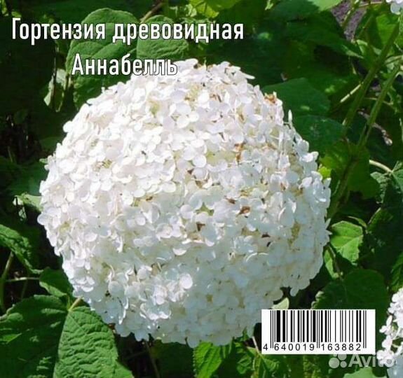 Гортензия Аннабель. многолетники для сада