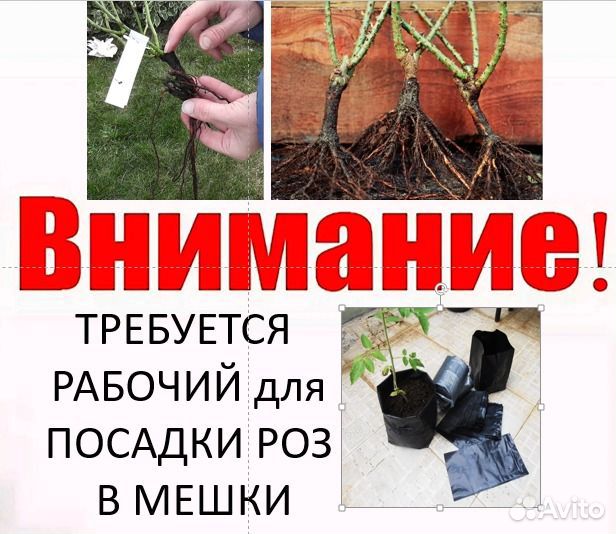 Требуется рабочий на посадку роз