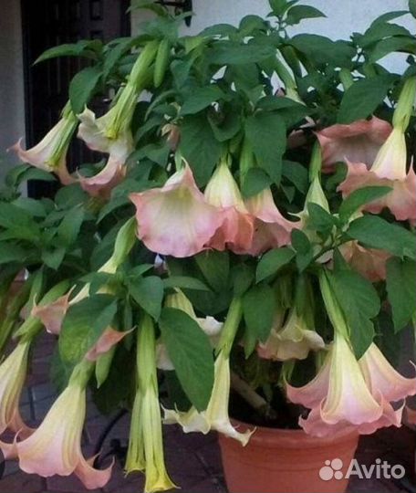 Бругмансия