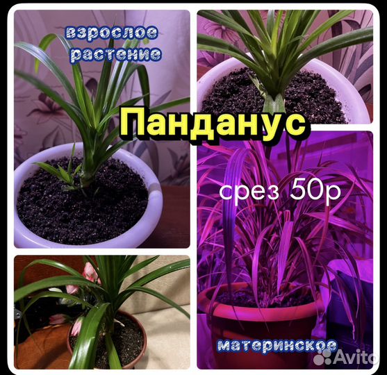 Комнатные цветы Панданус