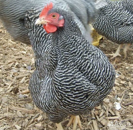 Куры несушки и петух