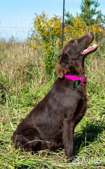 Прямошерстный ретривер