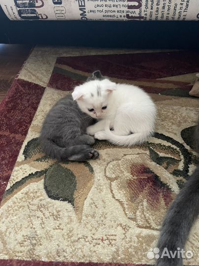 Шотландская вислоухая кошка