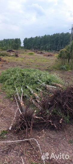 Корчевание