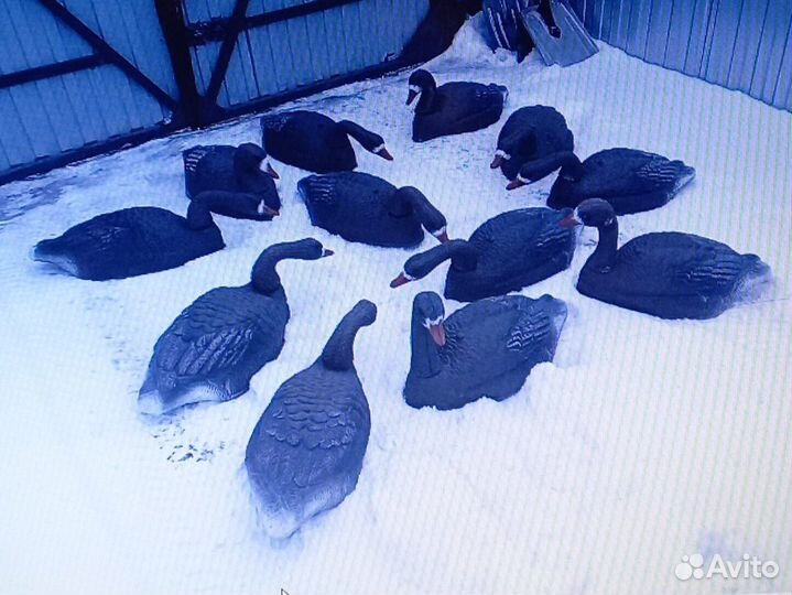 Профиля гусей