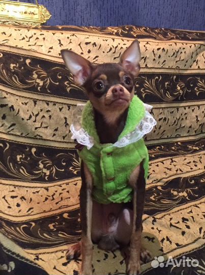 Мини той-терьер Вязка