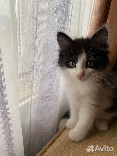 Кошка бесплатно