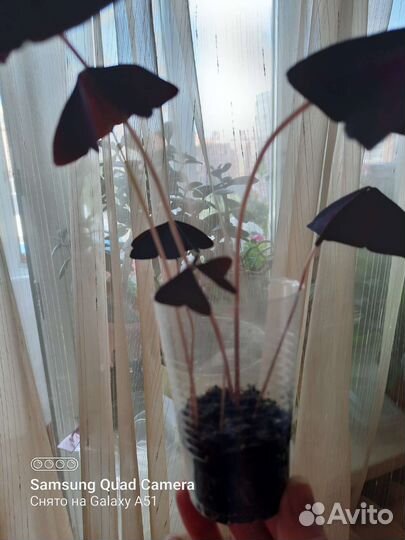 Кислица (оксалис) фиолетовая