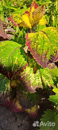 Колеусы. Цветы