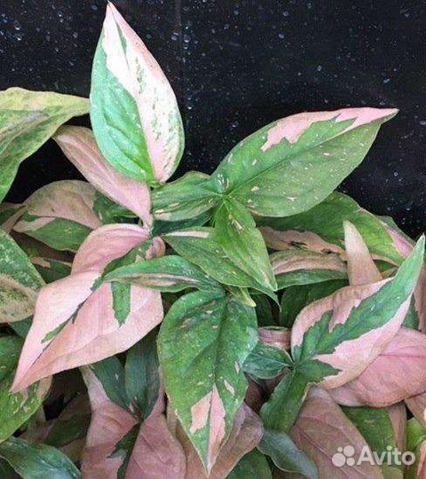 Сингониумы