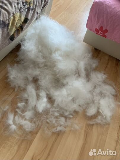 Собачья шерсть самоеда