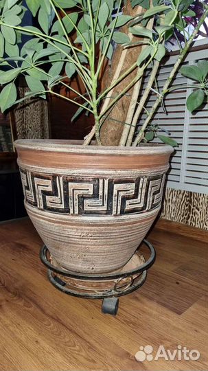 Шефлера вариегатная