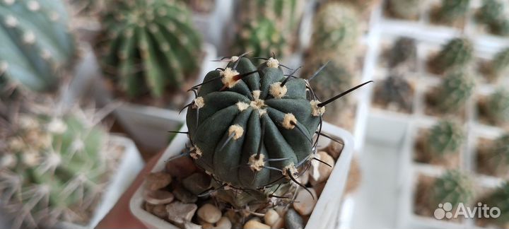 Кактус Lobivia Salitrensis blmt63.01