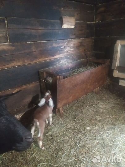 Телочка 2месяца