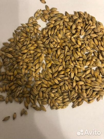 Ячмень пивоваренный