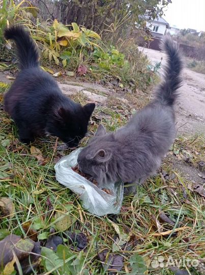 Котики бесплатно в добрые руки