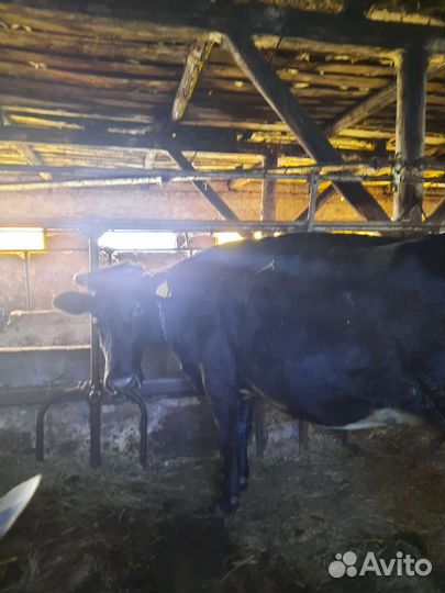 Продам нетель,коров,телок