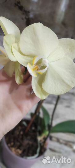 Орхидея фаленопсис